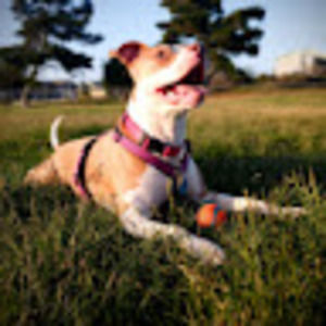 Meet your Posher, Bonnie